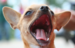 contact the regal beagle for dog sitting and full service dog care services