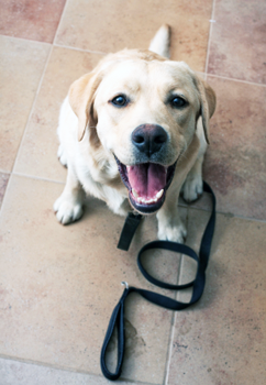contact the regal beagle for dog sitting and full service dog care services