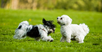 the regal beagle cares for your dog, offering dog walking and dog sitting services
