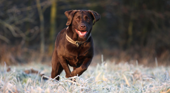 contact lauren at the regal beagle for all your dog walking needs